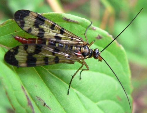 Panorpa vulgaris