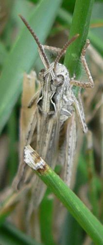 Chorthippus sp.