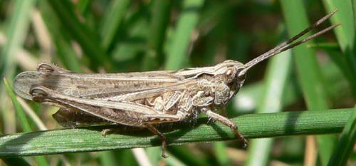 Réf. 15 753 : Chorthippus sp.