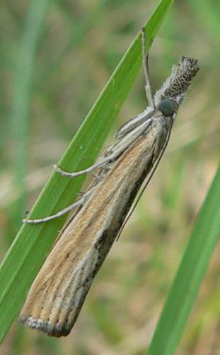 Réf. 15 766 : Agriphila inquinatella