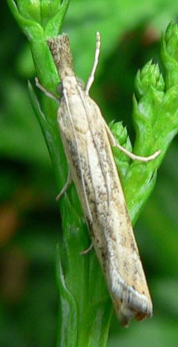 Réf. 15 767 : Agriphila inquinatella