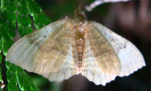 Camptogramma bilineata
