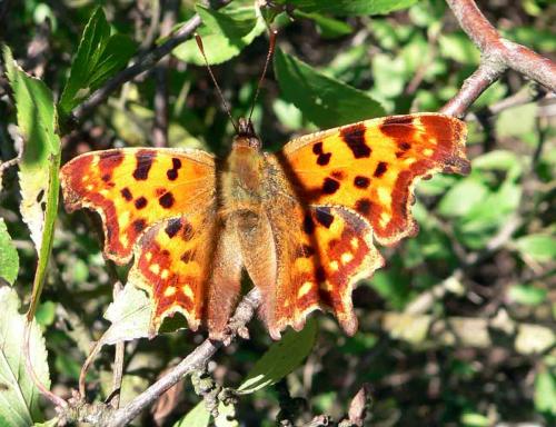 Réf. 15 685 : Polygonia c-album