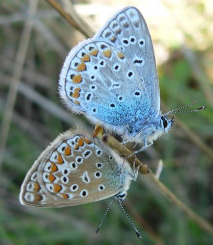 Polyommatus icarus