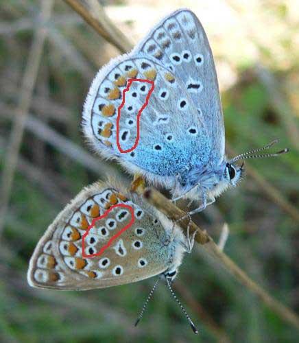 Polyommatus icarus