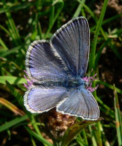 Réf. 15 544 : Polyommatus sp.
