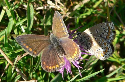 Réf. 15 545 : Polyommatus sp.