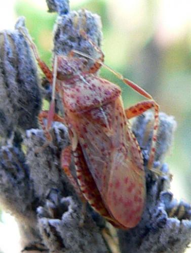 Rhopalus subrufus