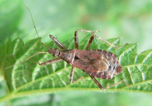 Himacerus apterus