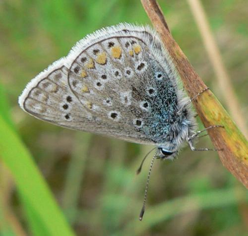 Réf. 15 579 : Polyommatus icarus