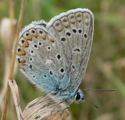 Réf. 15 625 : Polyommatus icarus