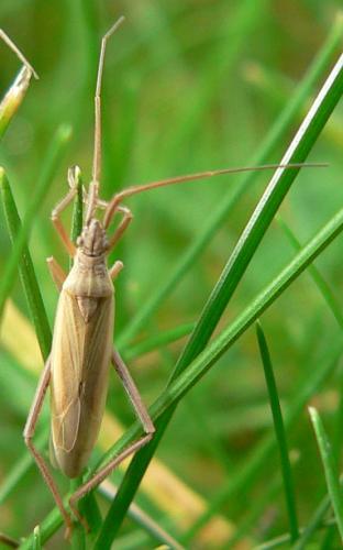 Notostira sp.