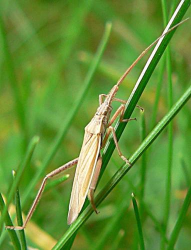 Réf. 15 242 : Notostira sp.