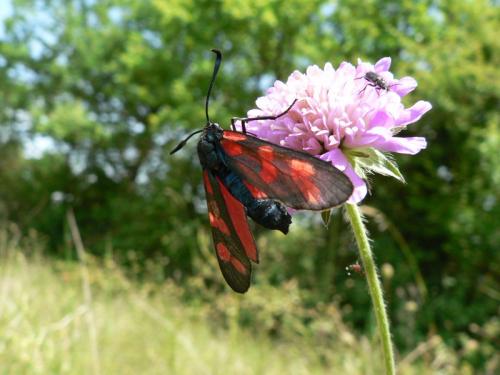 Réf. 15 167 : Zygaena sp.