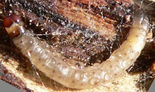 Harpella sp.