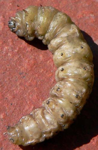 Agrotis sp.
