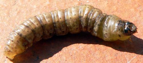 Agrotis sp.