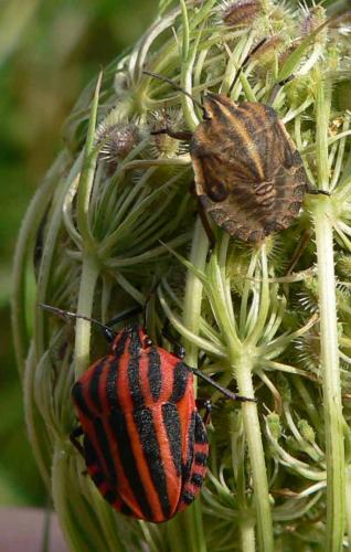 Réf. 15 862 : Graphosoma italicum