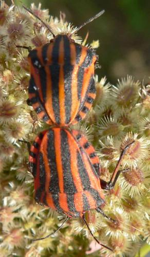 Réf. 15 863 : Graphosoma italicum