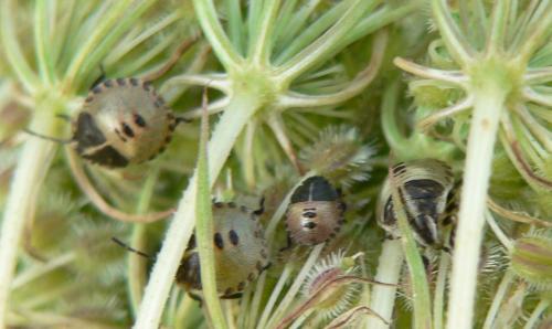Graphosoma italicum