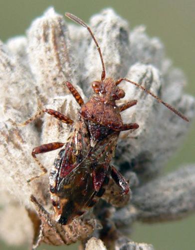 Rhopalus subrufus
