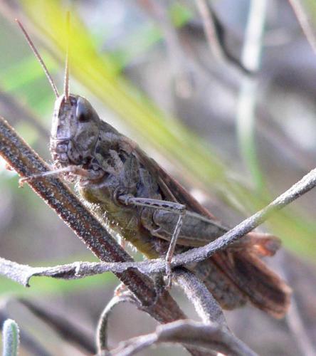 Chorthippus sp.