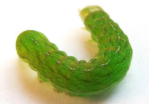 Phlogophora meticulosa