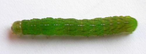 Phlogophora meticulosa