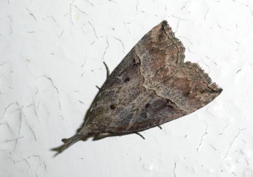 Réf. 15 474 : Hypena rostralis