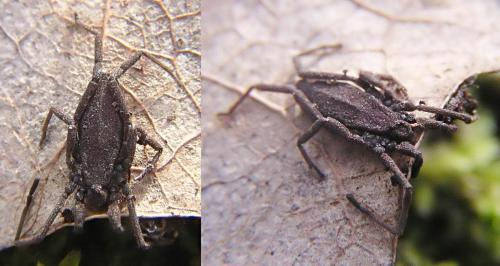 Trogulus nepaeformis