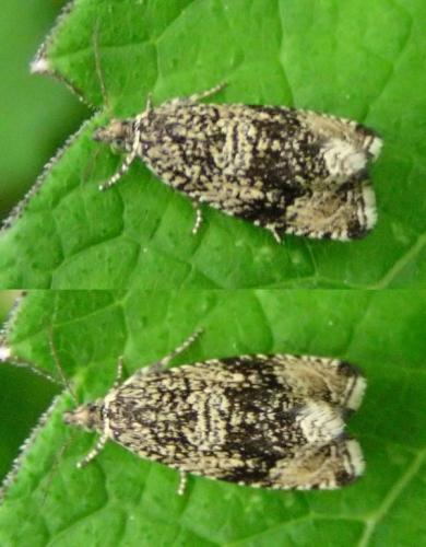 Celypha lacunana