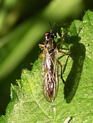 Dioctria sp.