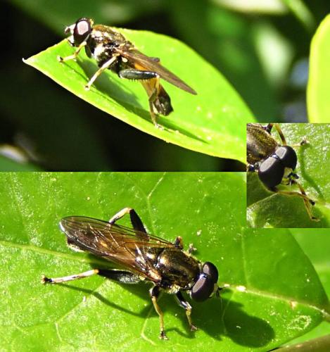 Xylota segnis