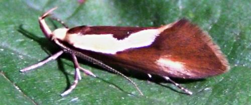 Harpella forficella