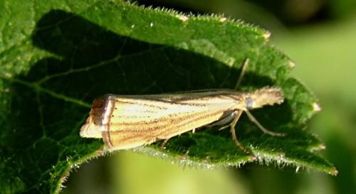 Agriphila straminella