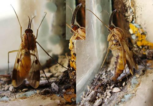 Keroplatus tipuloides