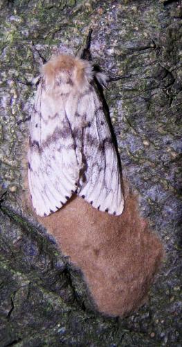 Lymantria dispar