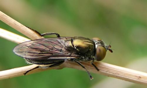 Réf. 15 267 : Riponnensia splendens