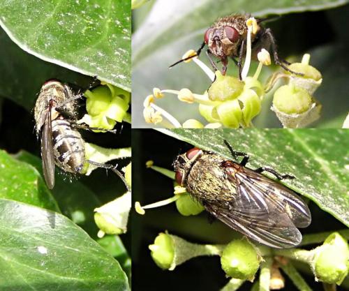 Pollenia sp.