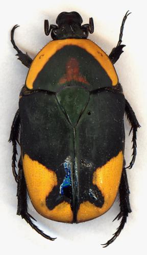 Pachnoda leonina