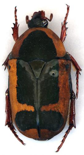 Réf. 15 637 : Pachnoda mastrucata