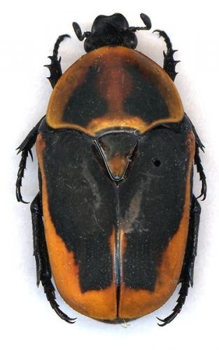 Réf. 15 636 : Pachnoda marginata peregrina