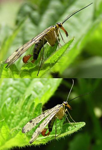 Panorpa germanica