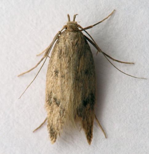 Réf. 15 303 : Borkhausenia nefrax