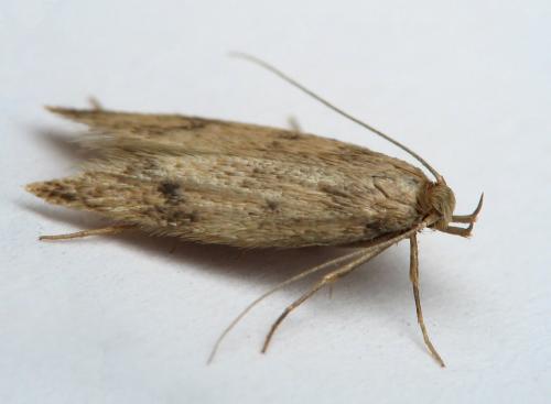 Réf. 15 302 : Borkhausenia nefrax