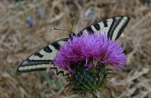 Réf. 15 906 : Papilio alexanor