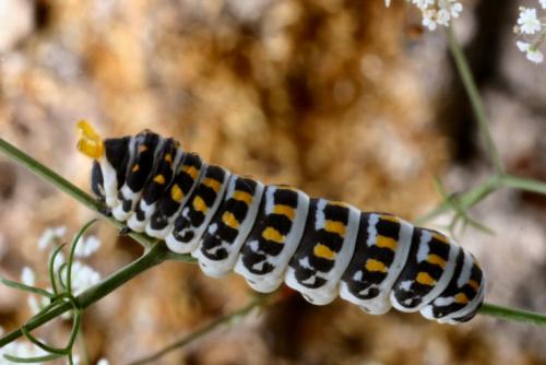 Réf. 15 907 : Papilio alexanor