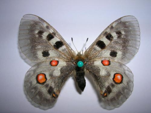 Parnassius apollo