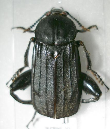 Necrodes littoralis