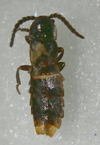 Réf. 15 166 : Phosphaenus hemipterus